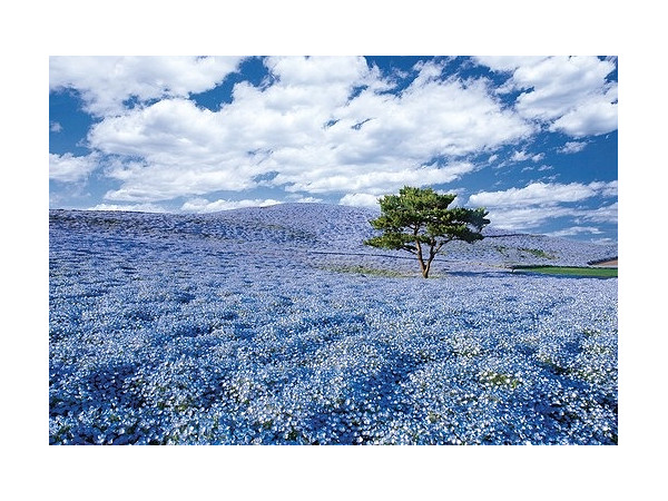 めざせパズルの達人:世界の絶景 ネモフィラの咲く丘 - 茨城 300ピース